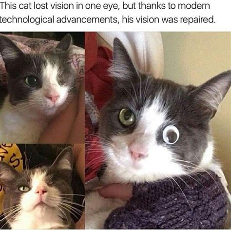 Funny Cat Pictures Meme