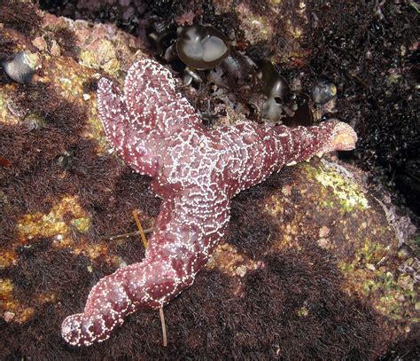 Sea Star Wasting Syndrome Hits Sand Diego The San Diego