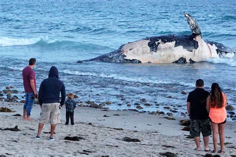 Massive Dead Whale Washes Up At Popular Surf Spot