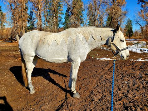 Reader Photo Challenge 5 Freshly Clipped Horses Horse Nation