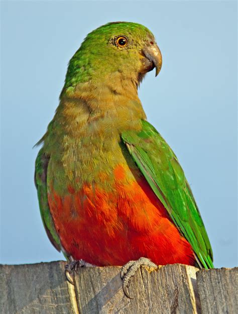 Close Up Portrait Of A Female Australian King Parrot Australian