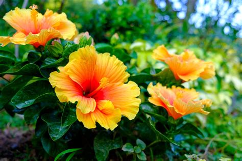 Hibiscus Flower Grow From Seed Eveliza Tumisma