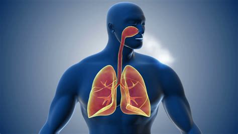Visualization Of Human Respiratory System Motion Background Storyblocks