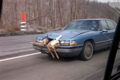 Nice Hood Ornament Car Memes Car Humor Adult Jokes Adult Humor Deer Car Hunting Jokes