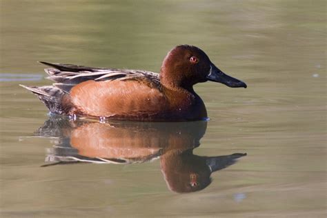 Cinnamon Teal Duck The Adult Male Has A Cinnamon Red Head And Body