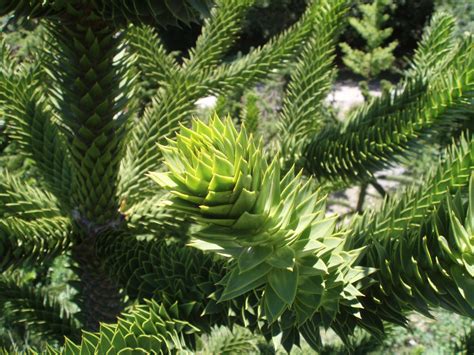 I have no idea what i received but the seedlings were definitely not monkey puzzle tree seeds. THE MONKEY PUZZLE TREE - Araucaria araucana |The Garden of ...