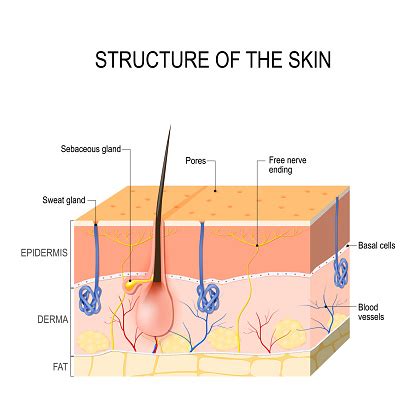 Human skin, in human anatomy, the covering, or integument, of the body's surface that both provides protection and receives sensory stimuli from the external environment. Skin Layers With Glands Stock Illustration - Download ...