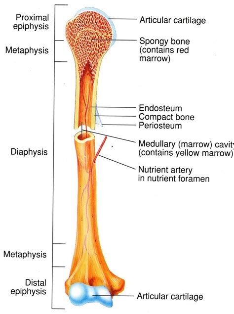 Bone decalcification is the removal of the mineral component using an acid, leaving the bone soft and easy to cut. Long Bone Labeled Epiphysis / Physiology Muscles Bones ...