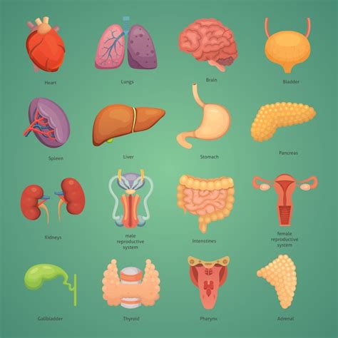 conjunto de órganos humanos de dibujos animados anatomía del cuerpo ilustraciones del sistema