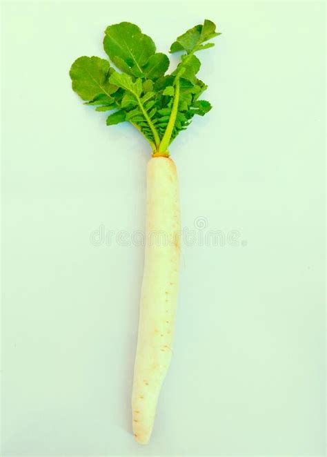 Daikon White Radish Stock Photo Image Of Salad Root