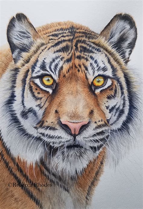 How To Paint A Watercolor Tiger Step By Step