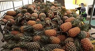 在台日本人送台灣菠蘿至孤兒院 打開整箱發霉 | 台灣 - 香港中通社