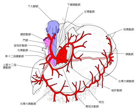 Manage your video collection and share your thoughts. ベストオブ 胃 解剖 血管 - かざもため