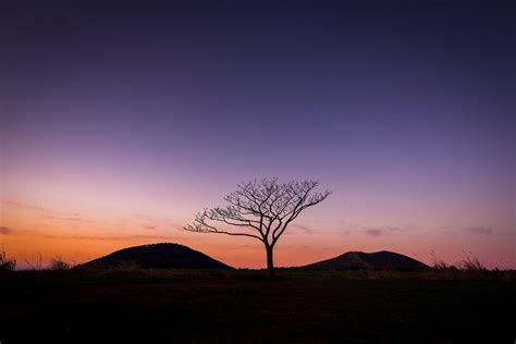 Lonely Tree Of Isidore Farm At Sunset Hallim Jeju Tumblr Pics