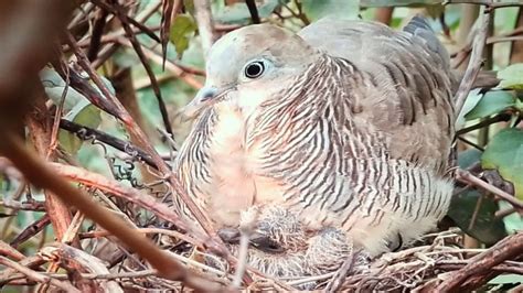 Zebra Dove Birds Feed The Baby In The Nest Ep10 Review Bird Nest