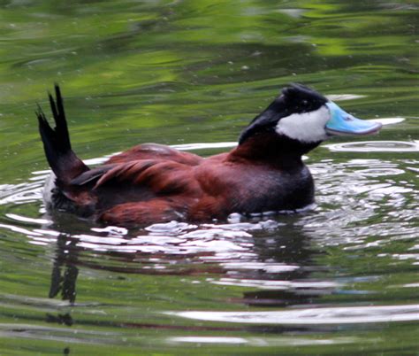 Ruddy Ducks Birds Animals Good Free Photos Free Public Domain