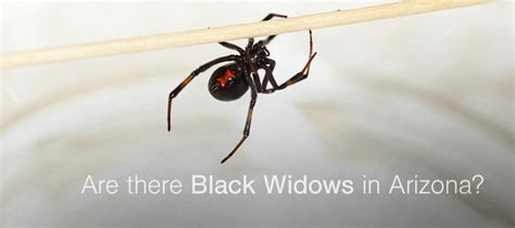 Are There Black Widows In Arizona And How To Get Rid Of Them