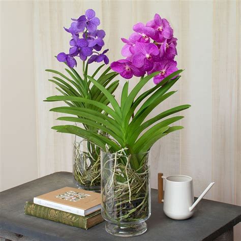 We Are Pleased To Offer Premium Vanda Orchids These Highly Coveted