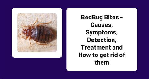 Bedbug Bites Causes Symptoms Detection Treatment And How To Get