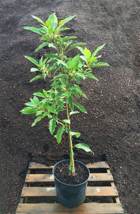 2 3 Ft Cold Hardy Avocado Tree Grafted And Ready To Produce Fruit