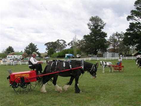 Draft Horse Showing