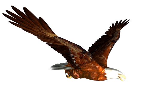 Animated Bald Eagle Flying Png Image For Free Download