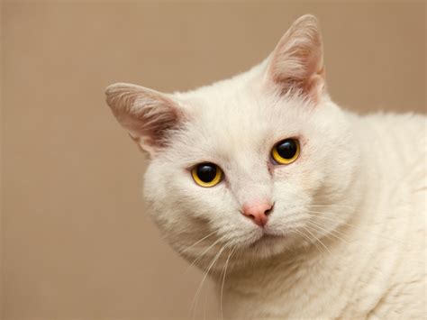 Serious White Cat With Yellow Eyes Wallpapers And Images Wallpapers