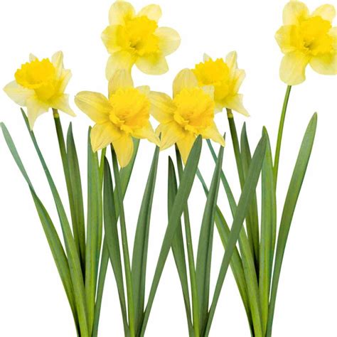 10 Wild Daffodil Bulbs Lent Lily Yellow Perennial Bitify