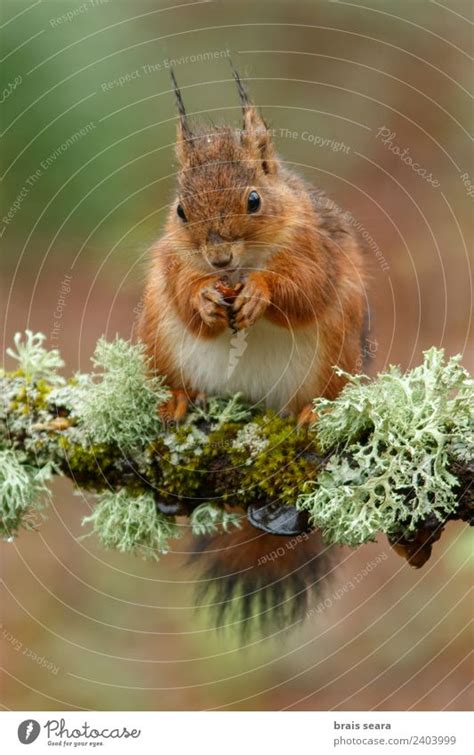 Red Squirrel Environment A Royalty Free Stock Photo From Photocase