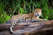 Jaguar in the Peruvian Amazon — Stock Photo © marktucan #192245294