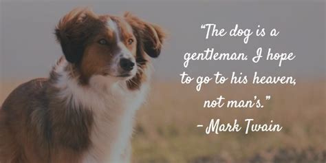 Dog Gone 20 Inspirational Quotes About Losing A Dog