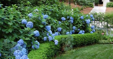 How To Care For Hydrangeas ~ Bless My Weeds