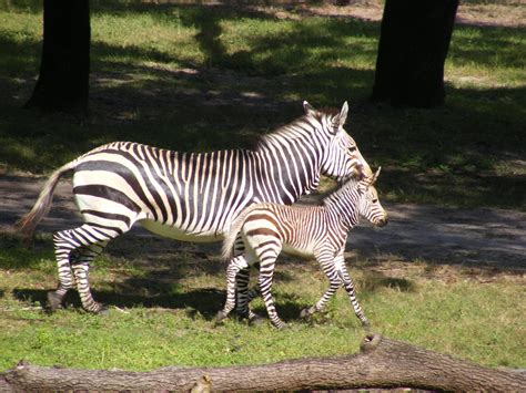 Jambo Everyone Baby Zebra Breaks The Cute Meter At Kidani