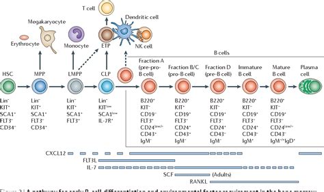 Pathology Outlines B Cells