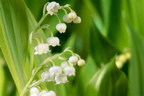 How To Plant Lily Of The Valley Bbc Gardeners World Magazine
