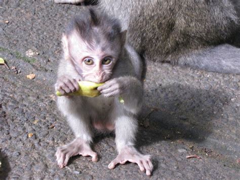 Baby Monkey Eating Banana Photo