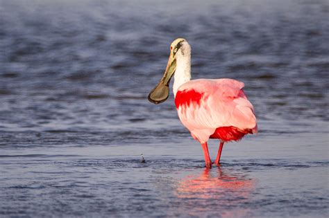 10 Animals That Live In The Florida Everglades Everglades Activities