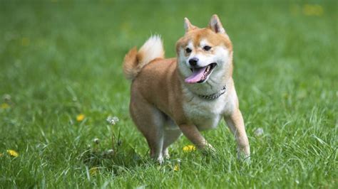 7 Razas De Perros Japoneses Que Debes Conocer Mis Animales
