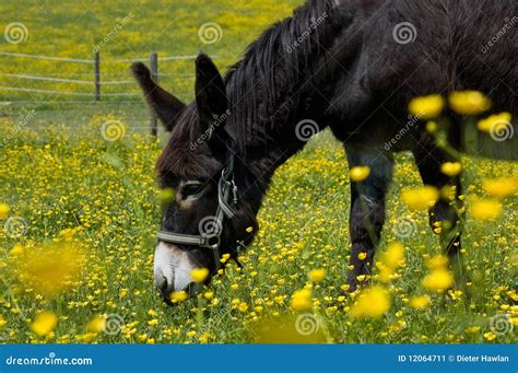 Grazing Donkey Stock Image Image Of Flowers Expression 12064711