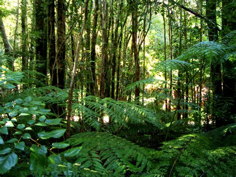 Archivovaldivian Temperate Rainforest Wikipedia La Enciclopedia