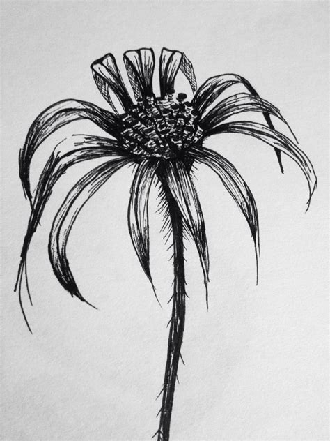 Wild Flower Ink Pen Drawing Pencil Drawings Ink Pen