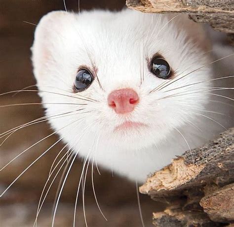🥺🥺🥺🥺 Weasels Are My New Fave Animal Today Хорьки Домашние животные