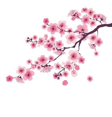 Cherry Blossom Clip Art Yahoo Image Search Results