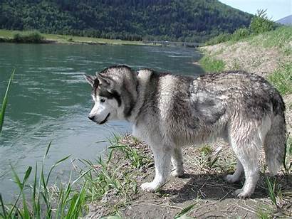 Husky Siberian Desktop Siberiano Wolf Pond Wallpapers