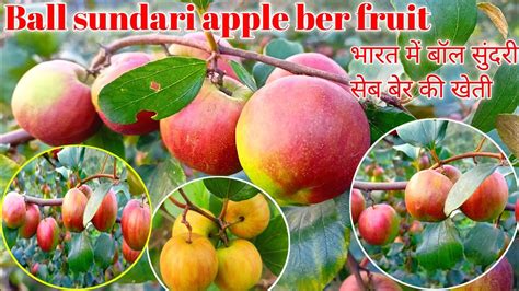 Ball Sundari Apple Ber Farming Apple Ber Plantball Sundari Apple Ber Fruit In India Contact