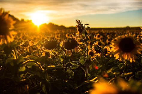 Download and use 10,000+ desktop background stock photos for free. sunrise, Sunset, Sunflower, Field, Flowers, Nature ...