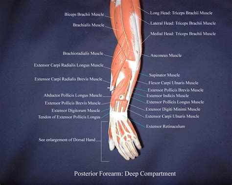 Image Result For Forearm Muscle Posterior Anatomy Pin