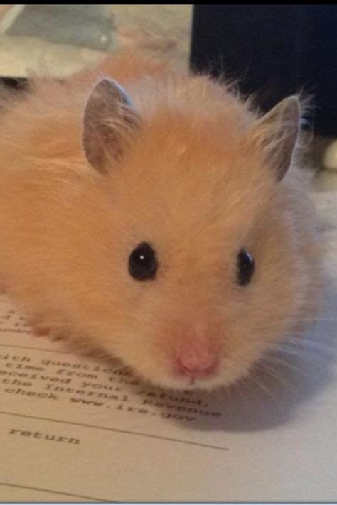 19 Best Teddy Bear Hamsters Images On Pinterest Bear Hamster Cute