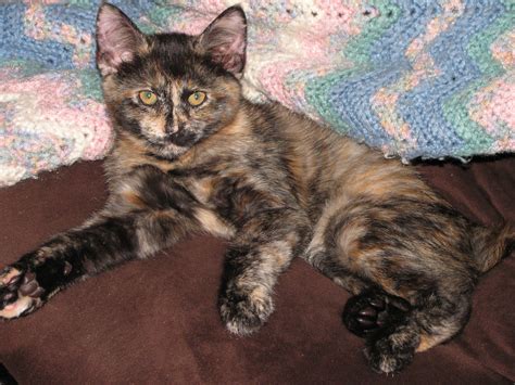 Amy Beautiful Little Tortie Colored Manx Cats Tortie Manx