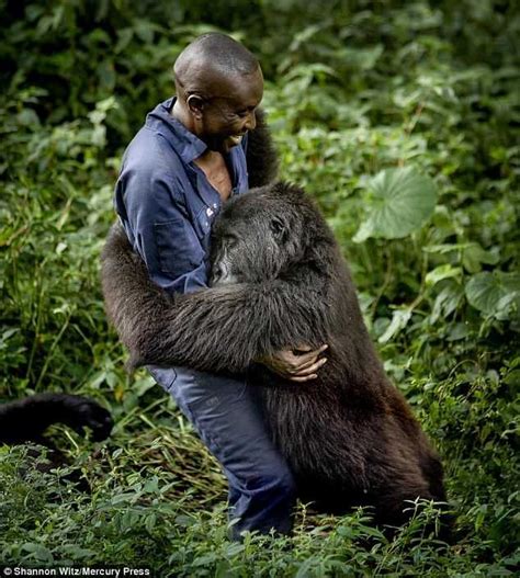 Gorilla Hugs Keeper Trying To Protect Her In The Congolese Rain Forest